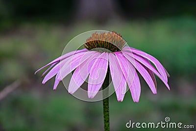 Eastern Purple Coneflower â€“ Echinacea purpurea Stock Photo